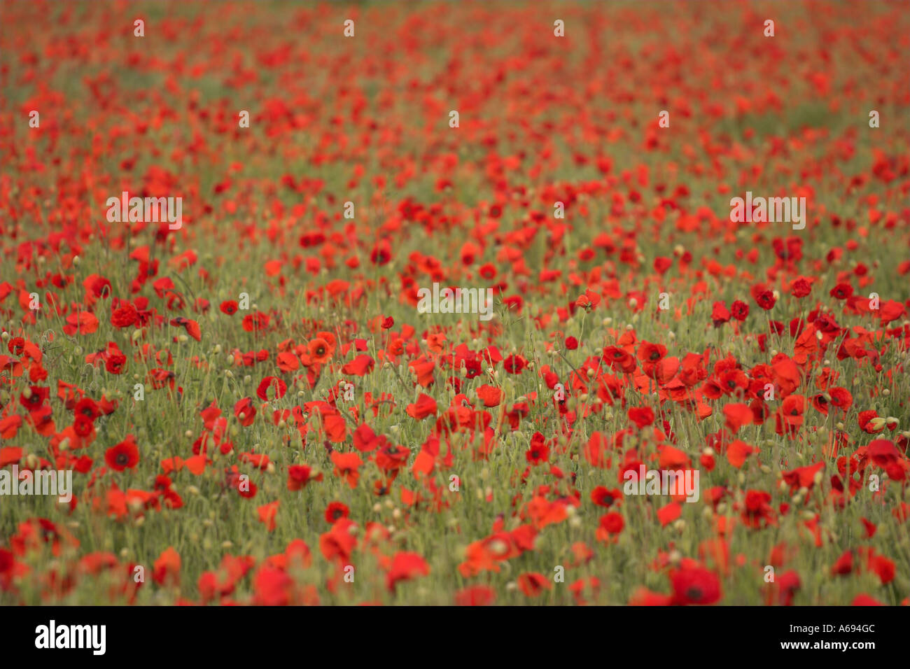 Poppies [Papaver rhoeas], field full of colourful red poppy flowers, England, UK Stock Photo