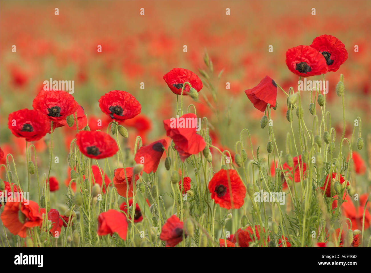 Poppy field [Papaver rhoeas], mass of colourful poppies and red flower petals, England, UK Stock Photo