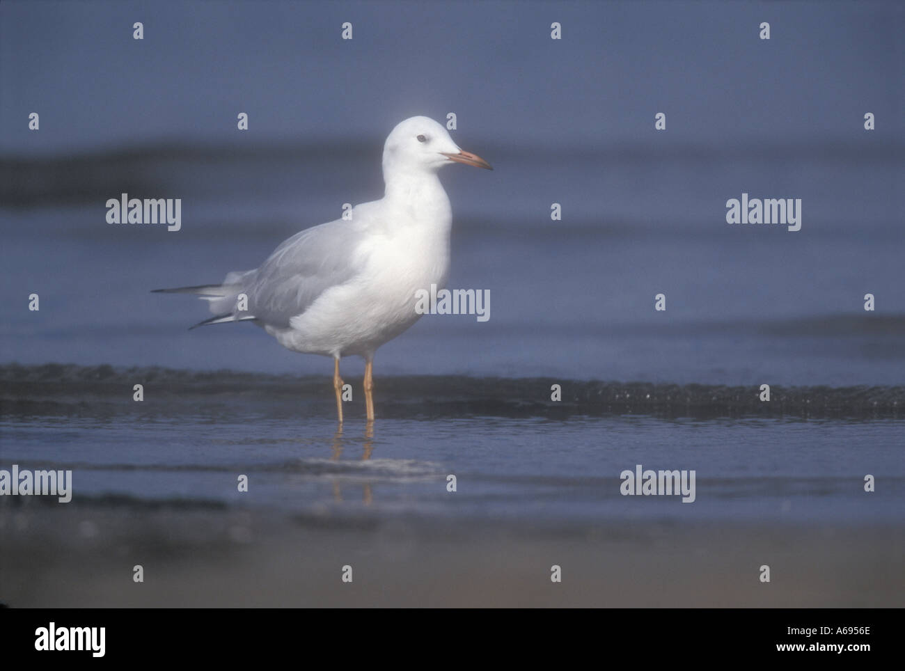 SLENDER BILLED GULL Larus genei Stock Photo