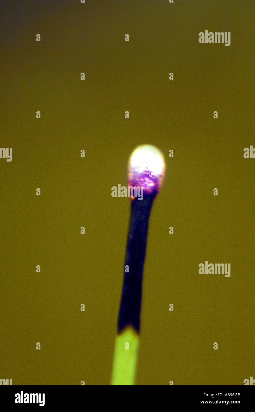 match matches fire flame burn burning macro close up detail colour