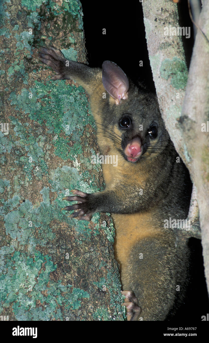 A possum climbing tree Stock Photo Alamy