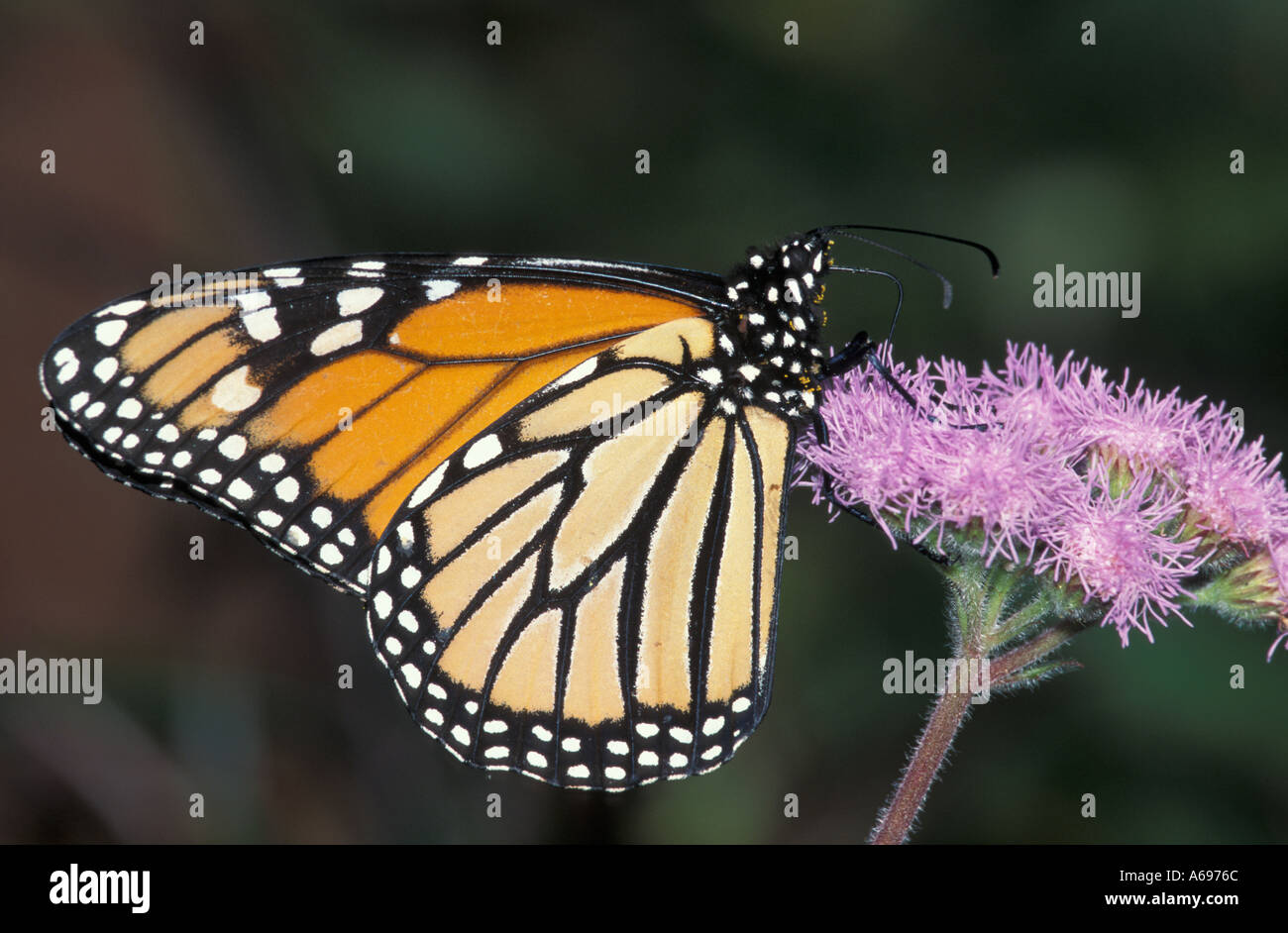 A Wanderer or Monarch Butterfly Danaus Plexippus feeding on a flower ...