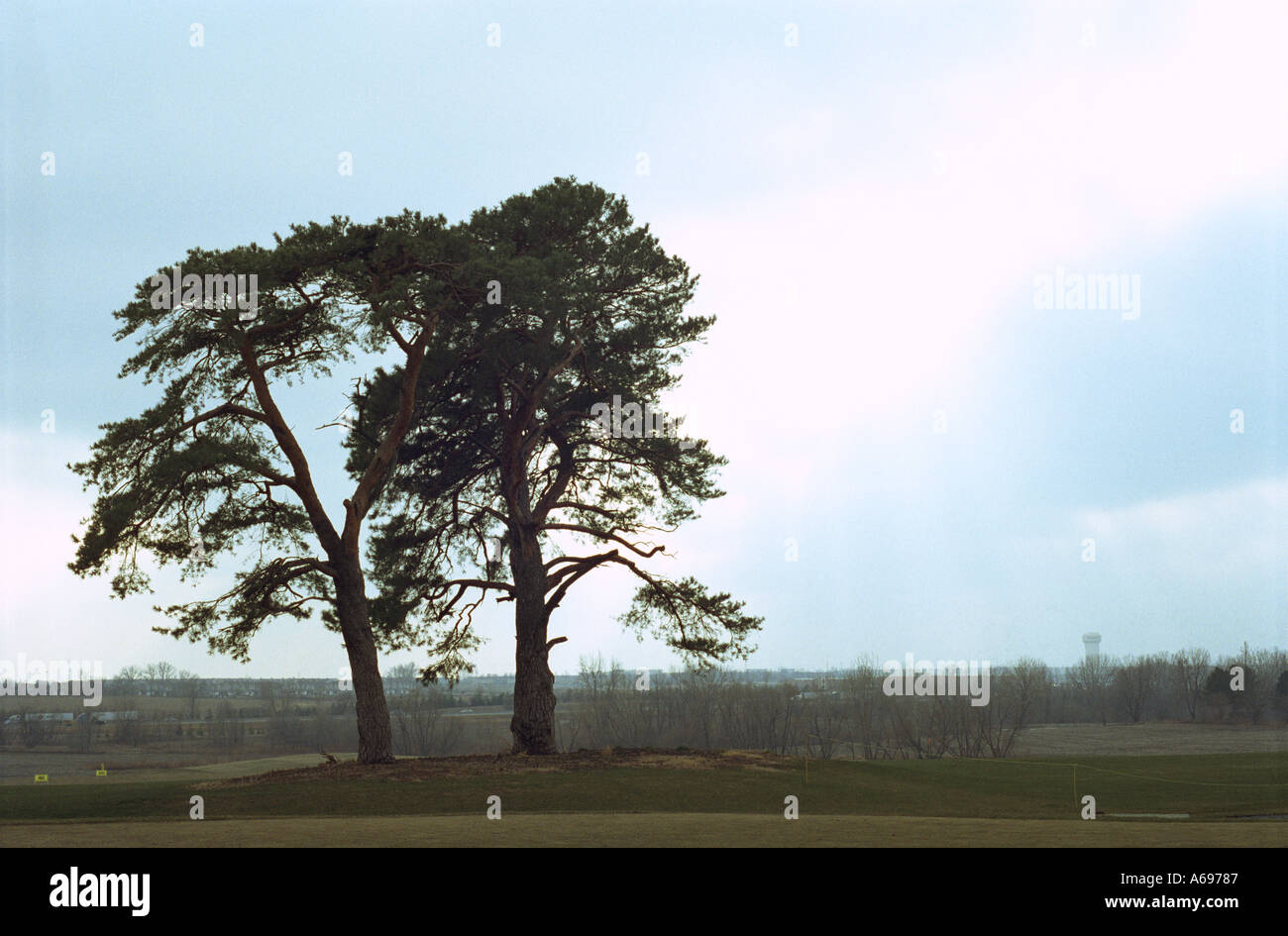 Cypress on the field Stock Photo