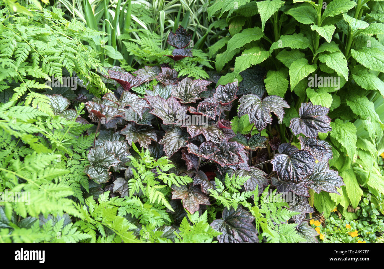 Heuchera Plum Puddin Stock Photo