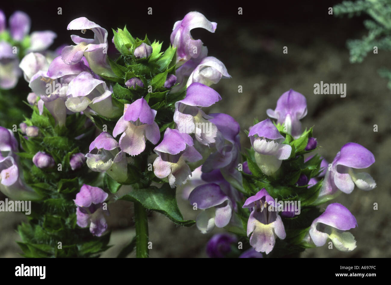 Prunella grandiflora Loveliness Stock Photo