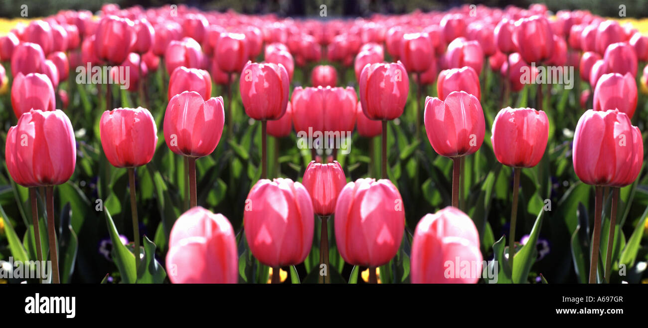 Field of pink tulips Stock Photo - Alamy
