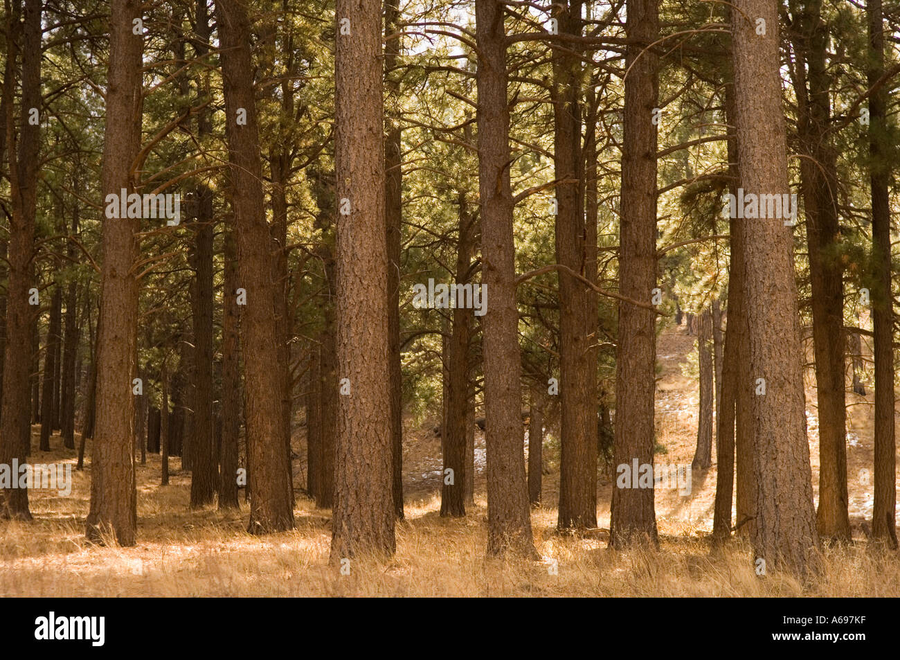 Ponderosa Pine trees forest at McGaffey Lake Recreation Area Zuni Mountains Cibola National