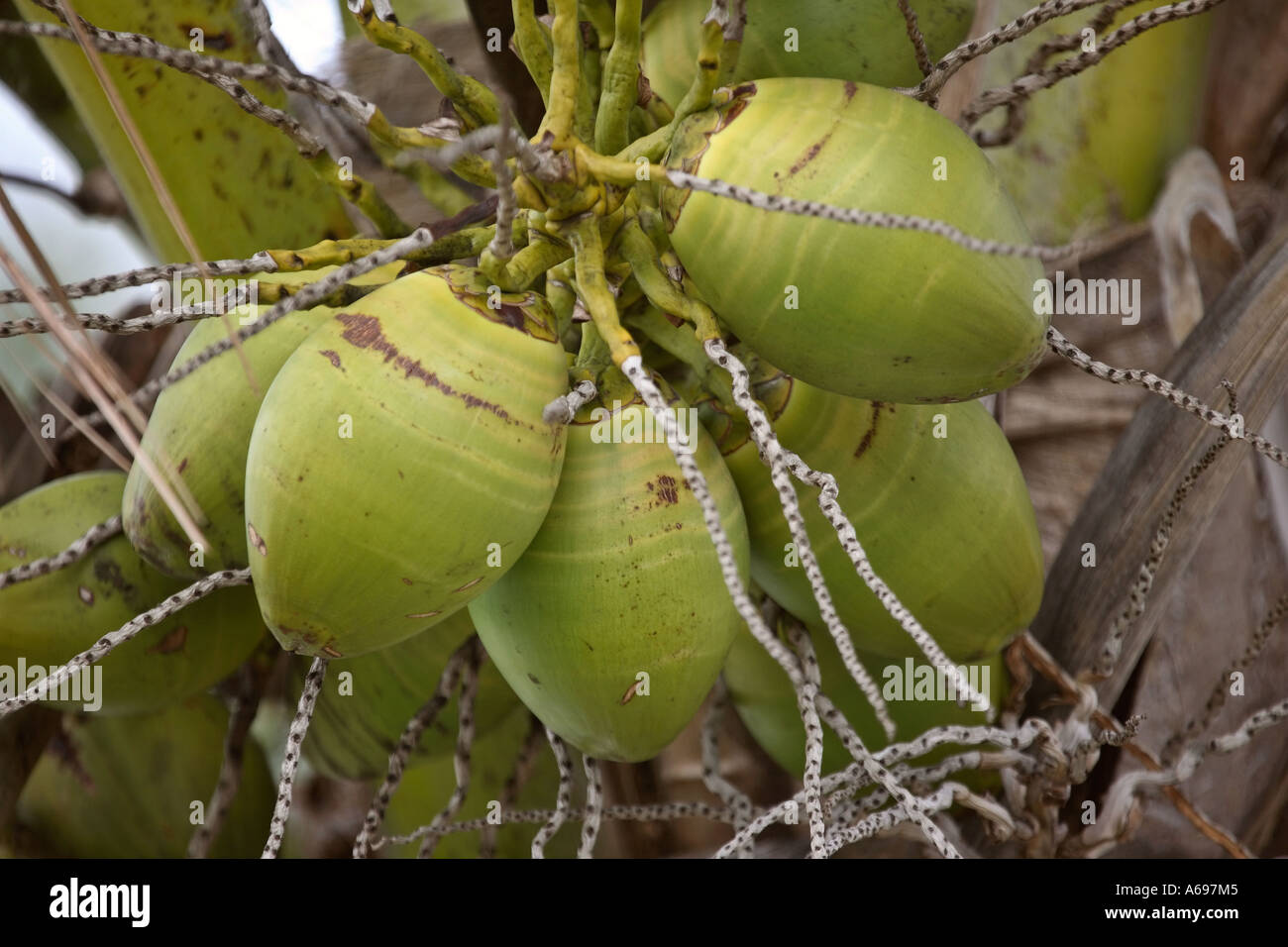 Green bunch of coconuts in scenic Florida USA Stock Photo Alamy
