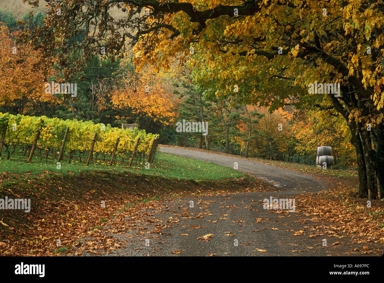 Torii Mor Vineyards driveway with trees and vines in Autumn color Yamhill County Willamette Valley Oregon Stock Photo