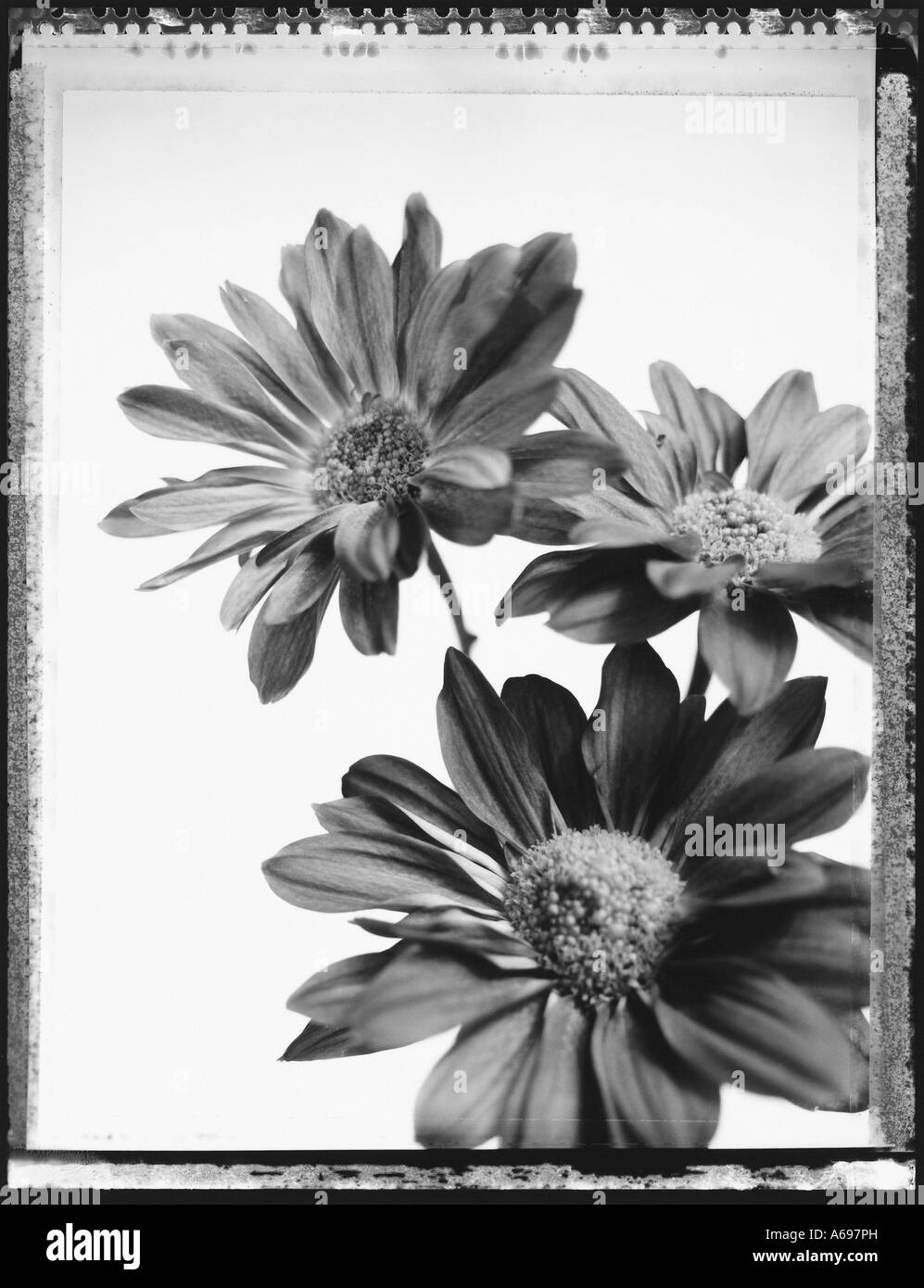 Close-up of three daisies. Stock Photo