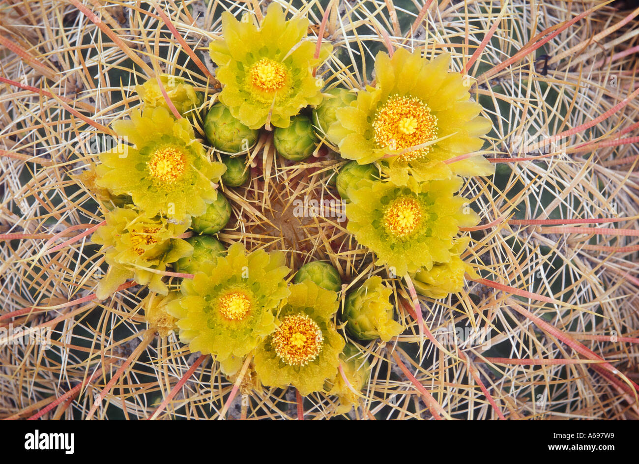 California Barrel Cactus Ferocactus cylindraceus Mojave and Sonoran Deserts southwestern USA Stock Photo