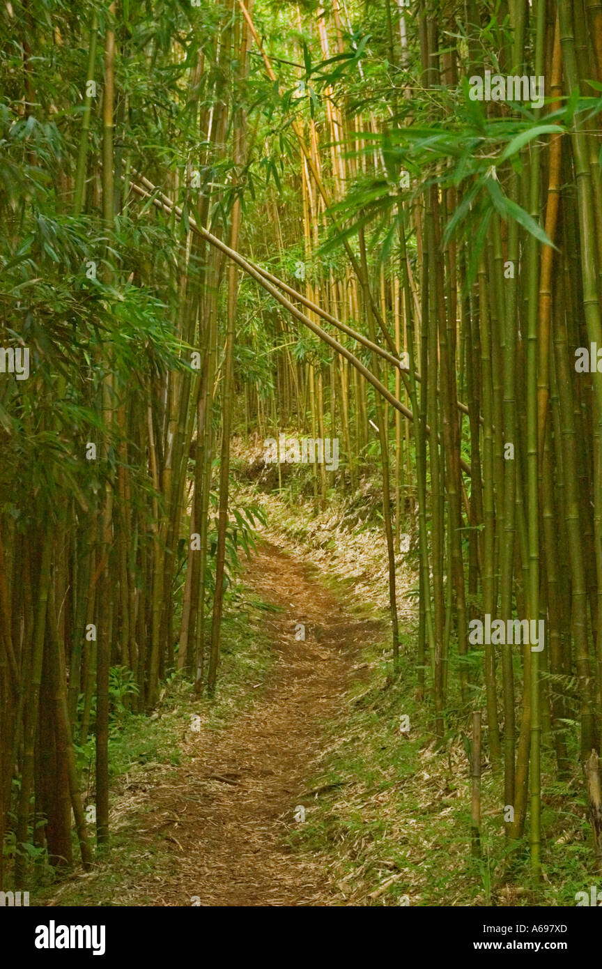 Moleka Trail through bamboo forest Roundtop Mt Tantalus trail system