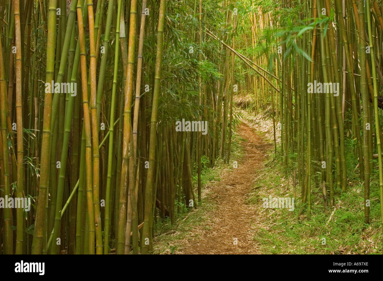 Moleka Trail through bamboo forest Roundtop Mt Tantalus trail system