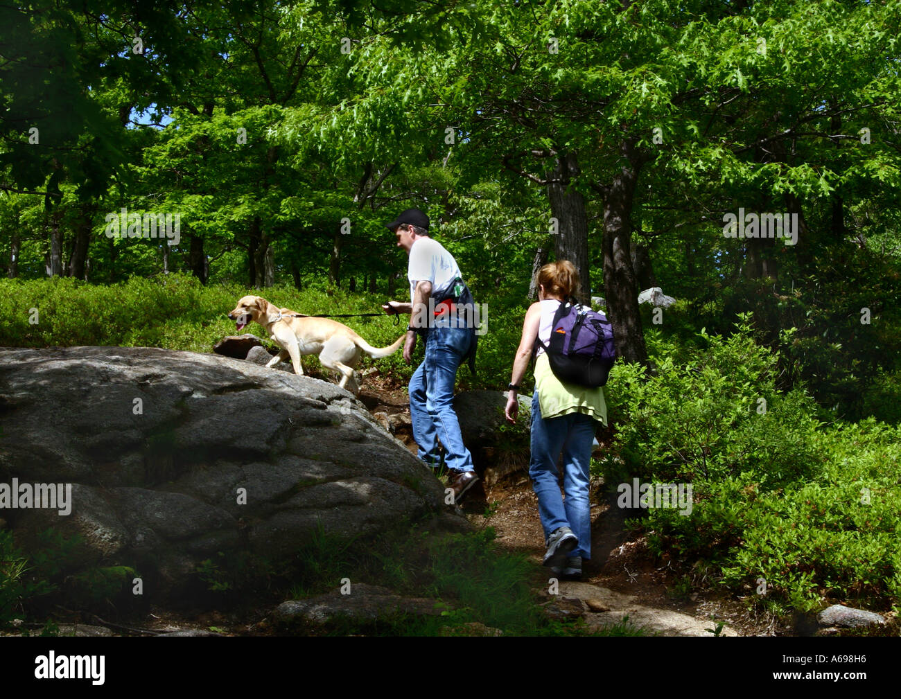 Dog Hikers Near Me Exploring New Trails Together