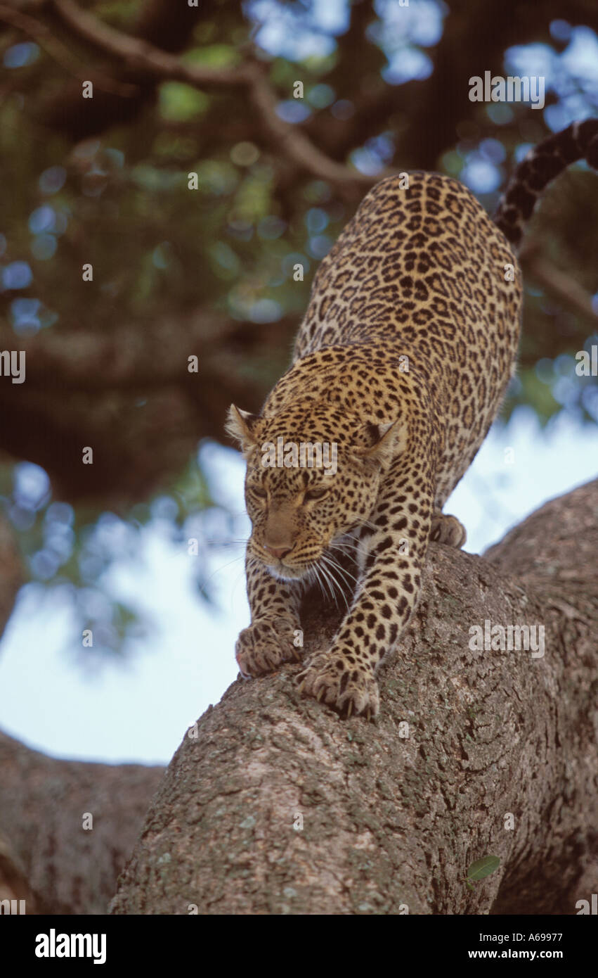 Leopard Tree Africa Game Drive Hi res Stock Photography And Images Alamy