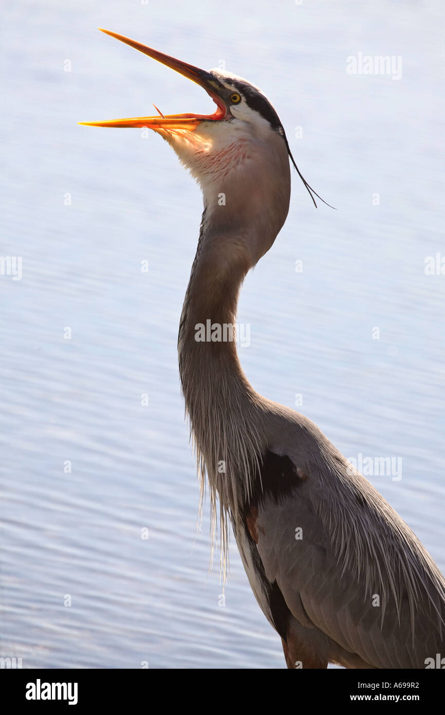 Great Blue Heron swallowing a fish in scenic Florida USA Stock Photo ...