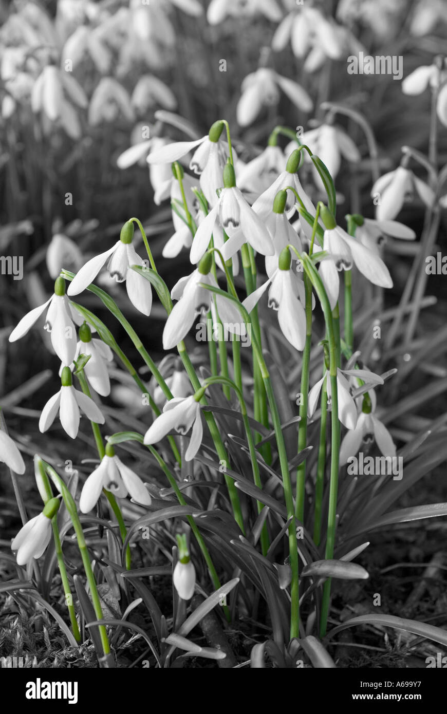 SNOWDROPS Stock Photo