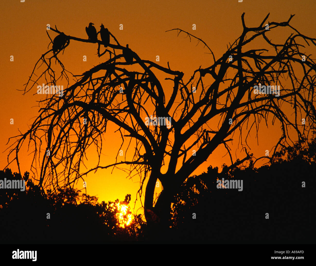 Predatorial bird hi-res stock photography and images - Alamy