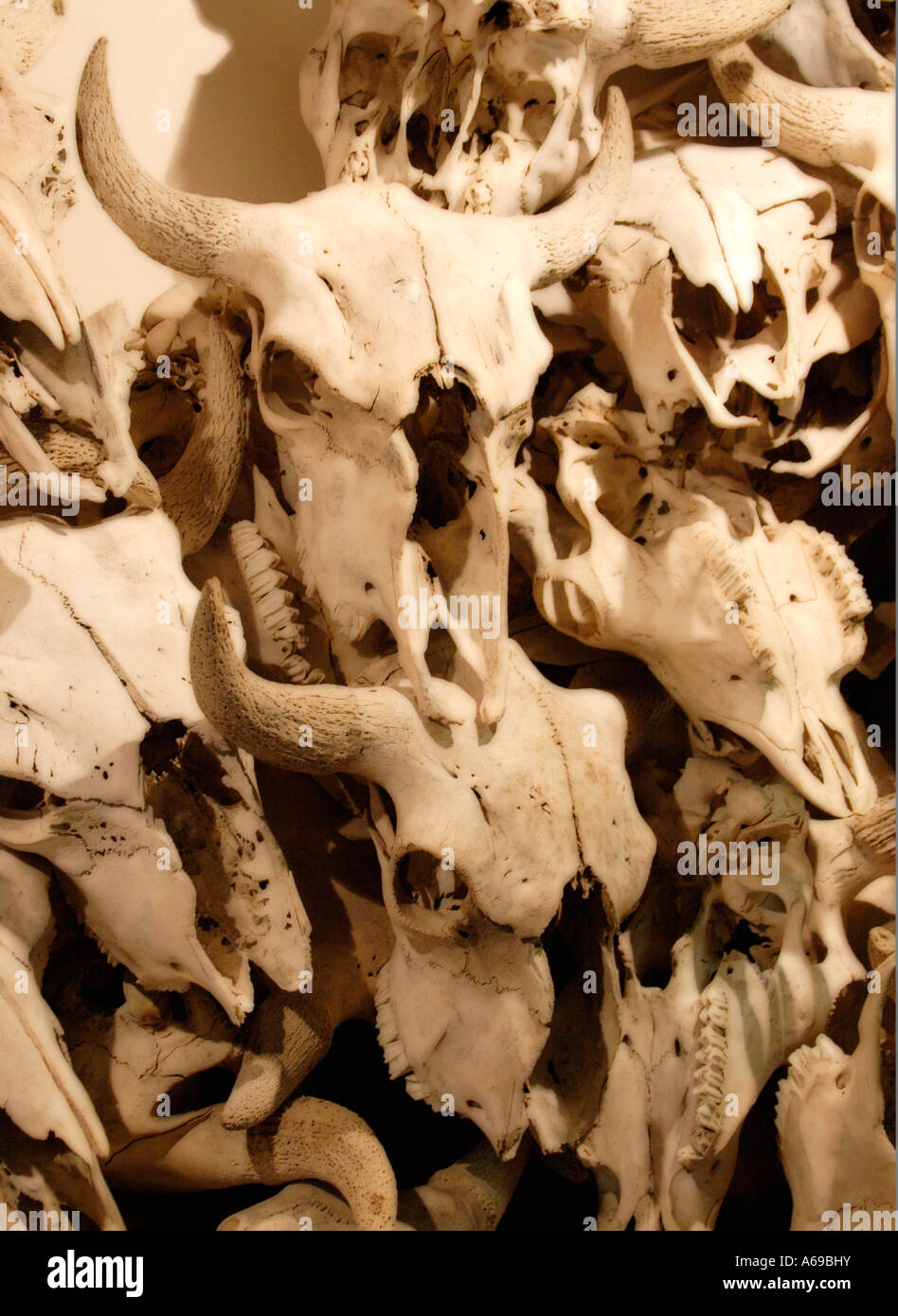 Buffalo skulls Stock Photo