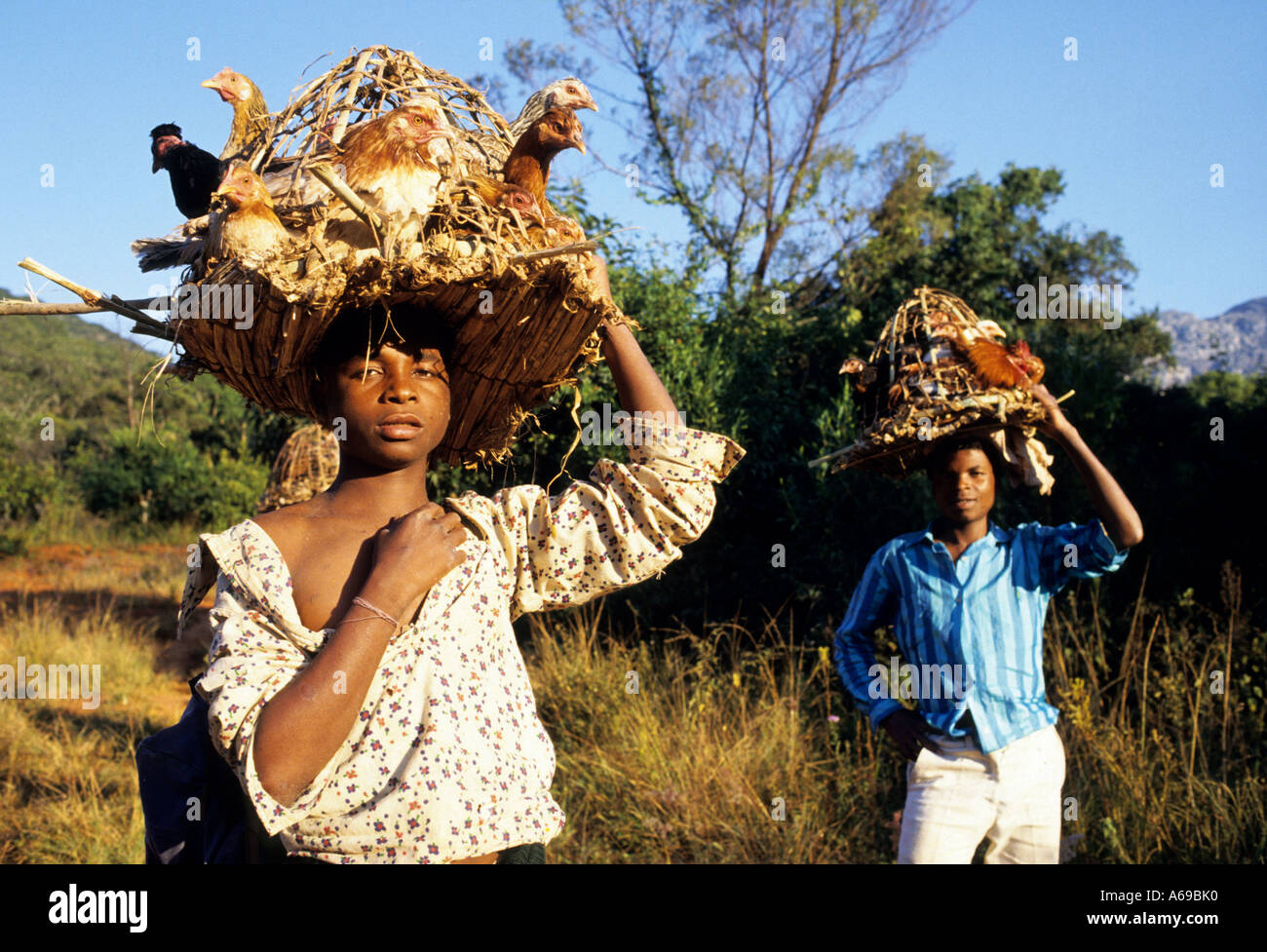 Transporting chickens hires stock photography and images Alamy