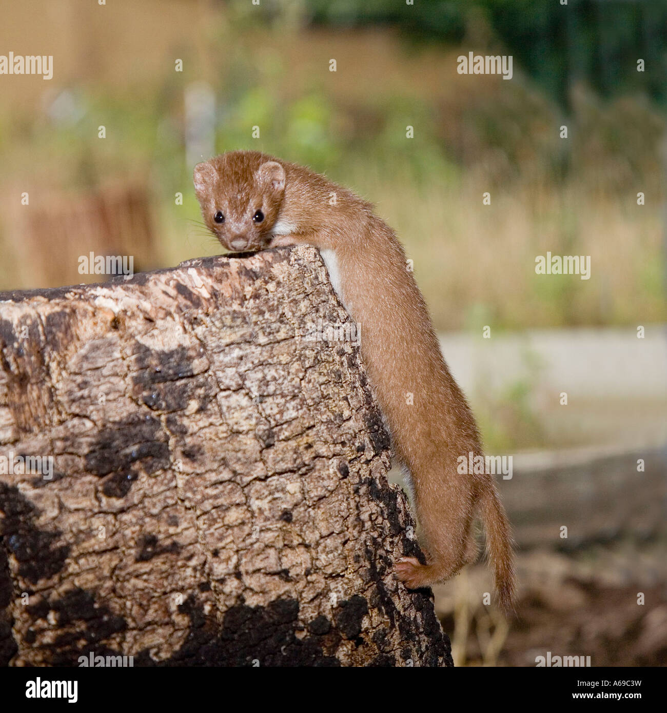 Weasel Mustela nivalis climbing a treestump Stock Photo