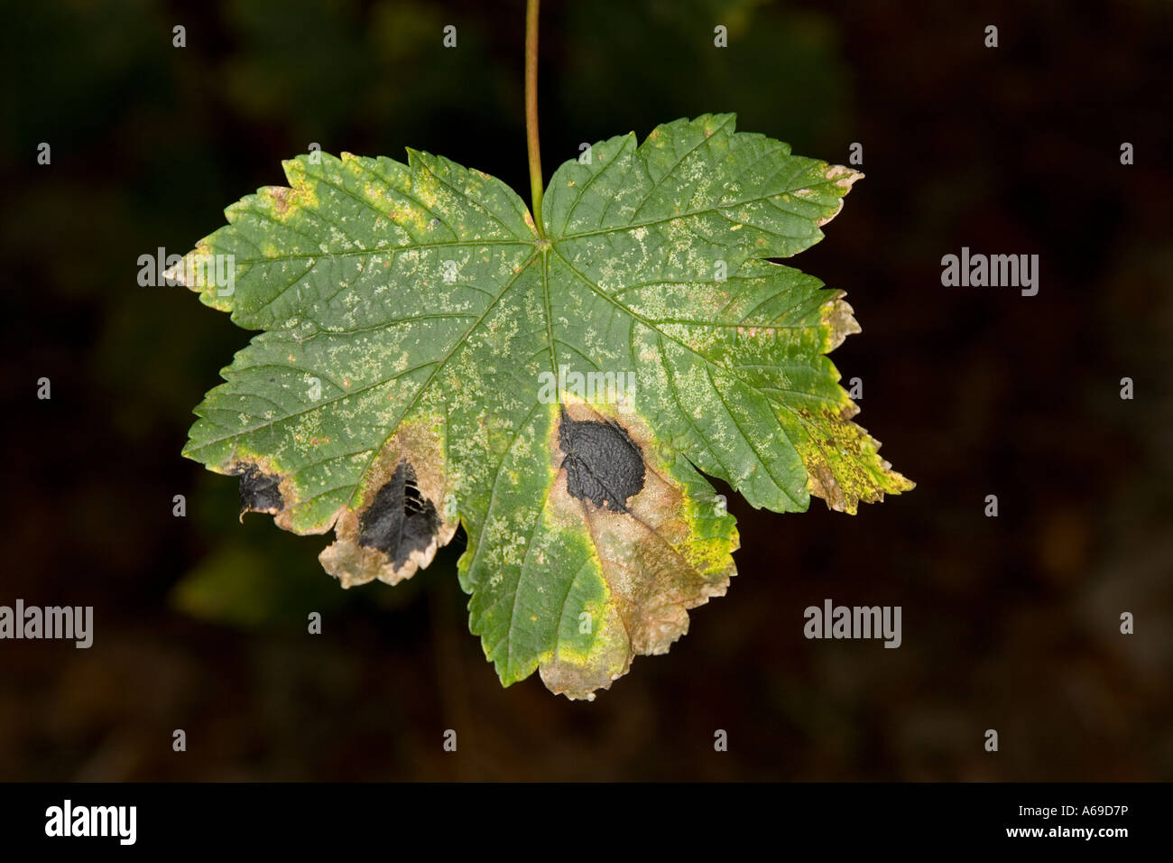Tarspot fungus on beech leaf Stock Photo