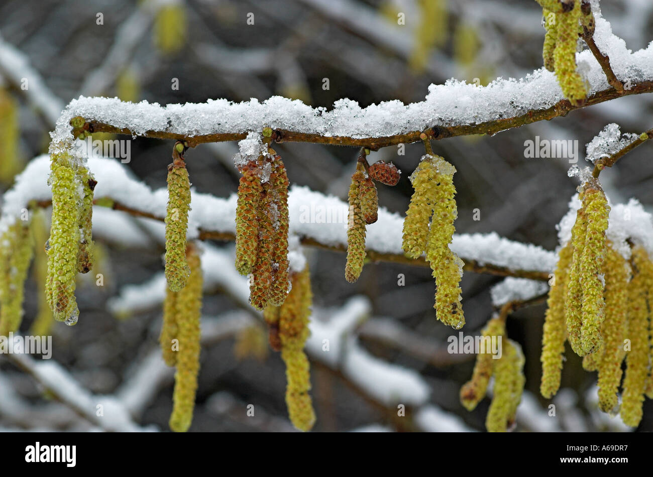 Catkins with snow Stock Photo