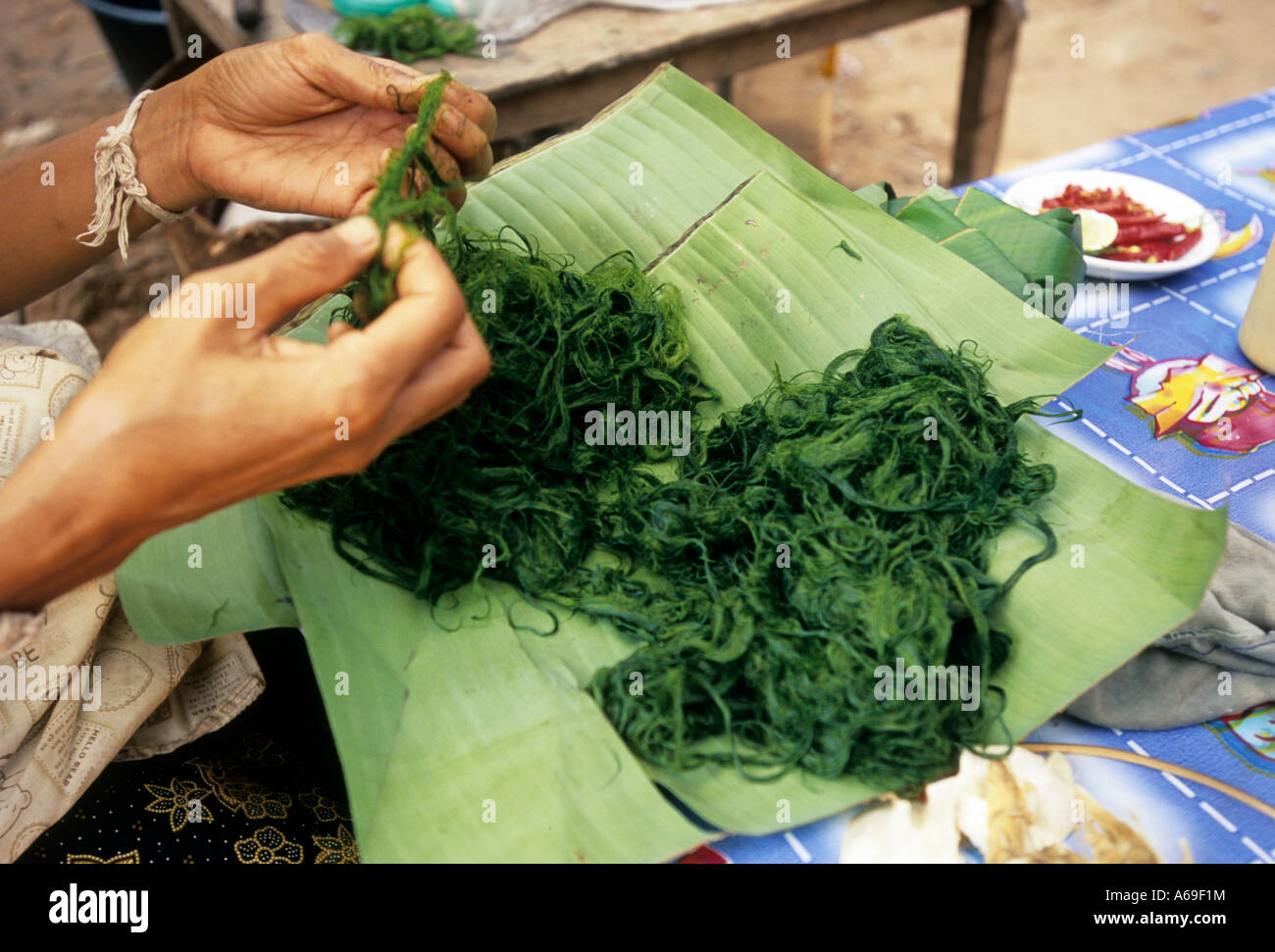 Woman hands loosening thready river weeds in order to dry it and later on to prepare it  as dried weed sheets for food. Laos Stock Photo