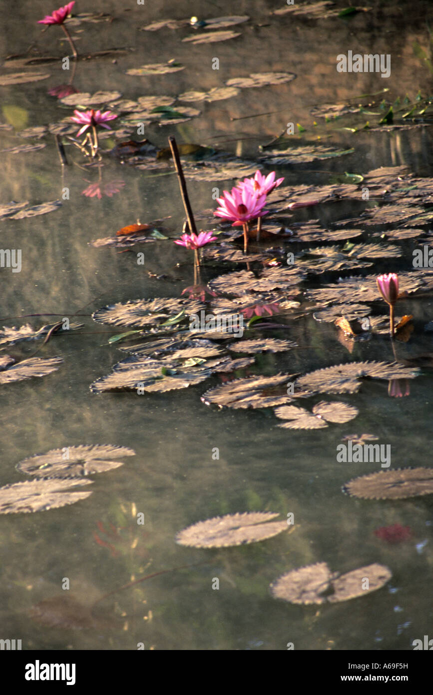 Monet-like scene of waterlilies with reflection of the sky in a lake. Viengxay. Laos Stock Photo