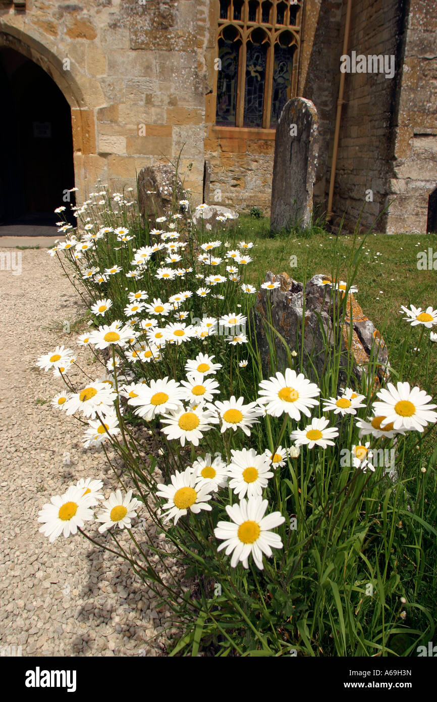 UK England Worcestershire Stanton Church ox eye daisies Stock Photo