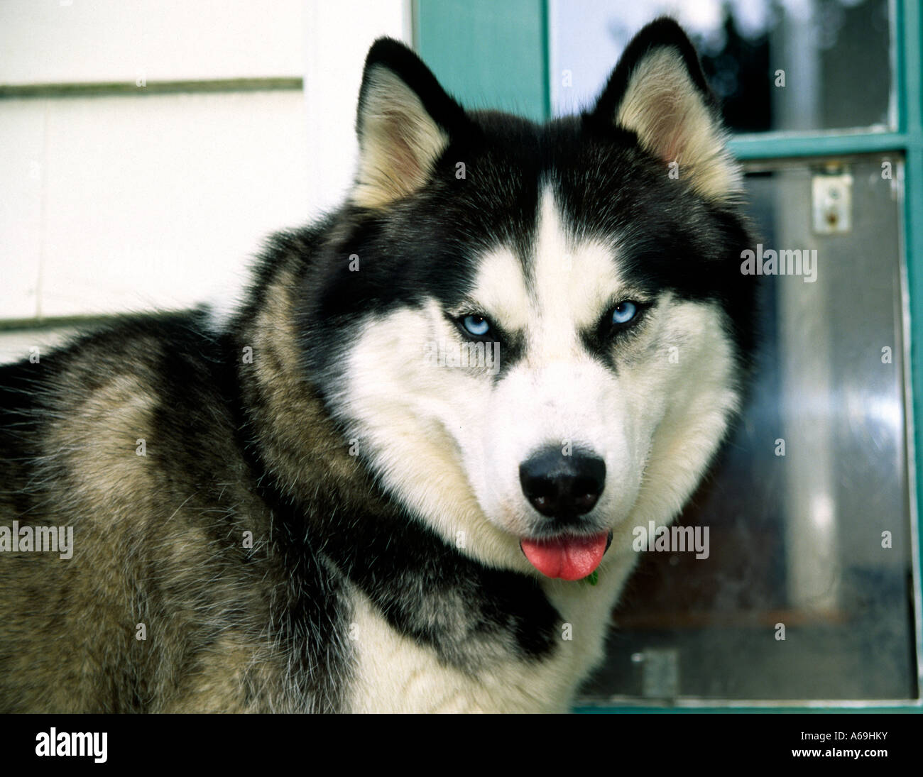 Husky like dog kept as family pet, USA Stock Photo Alamy