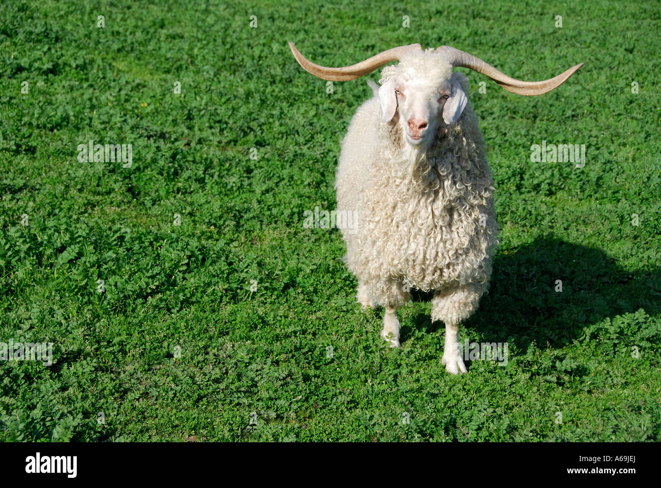 'Angora goat ram, USA'. Stock Photo