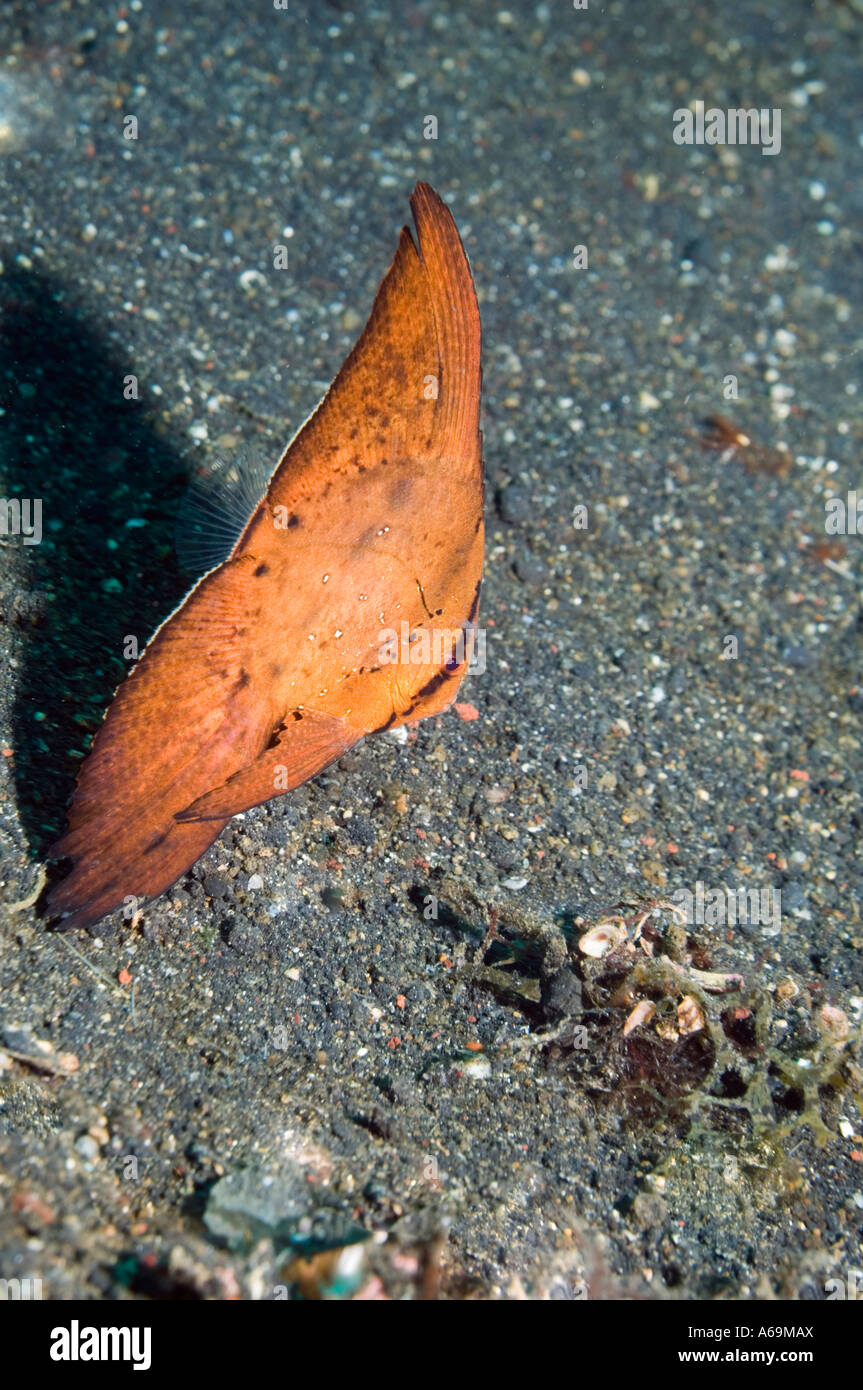 Round batfish Platax orbicularis juvenile mimicking a leaf Lembeh