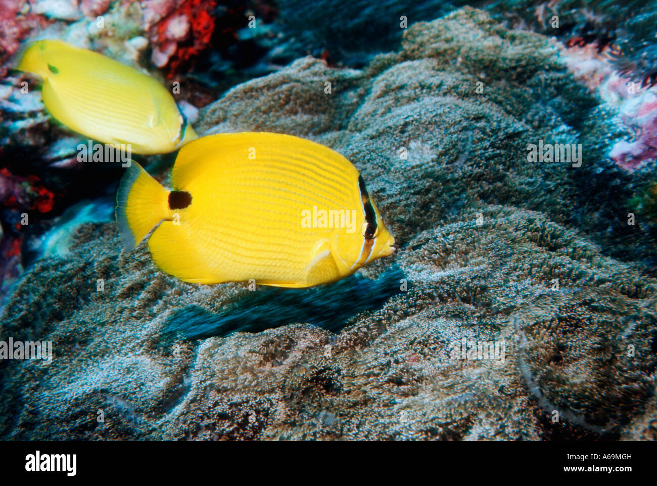 Andaman butterflyfish Chaetodon andamanensis feeding on coral Andaman ...