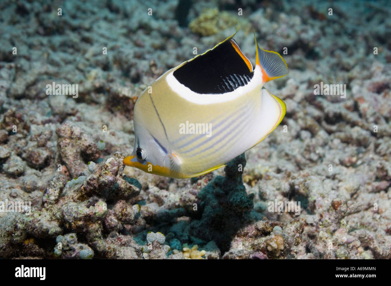 Saddled butterflyfish Chaetodon ephippium Bunaken NP North Sulawesi Indonesia Stock Photo