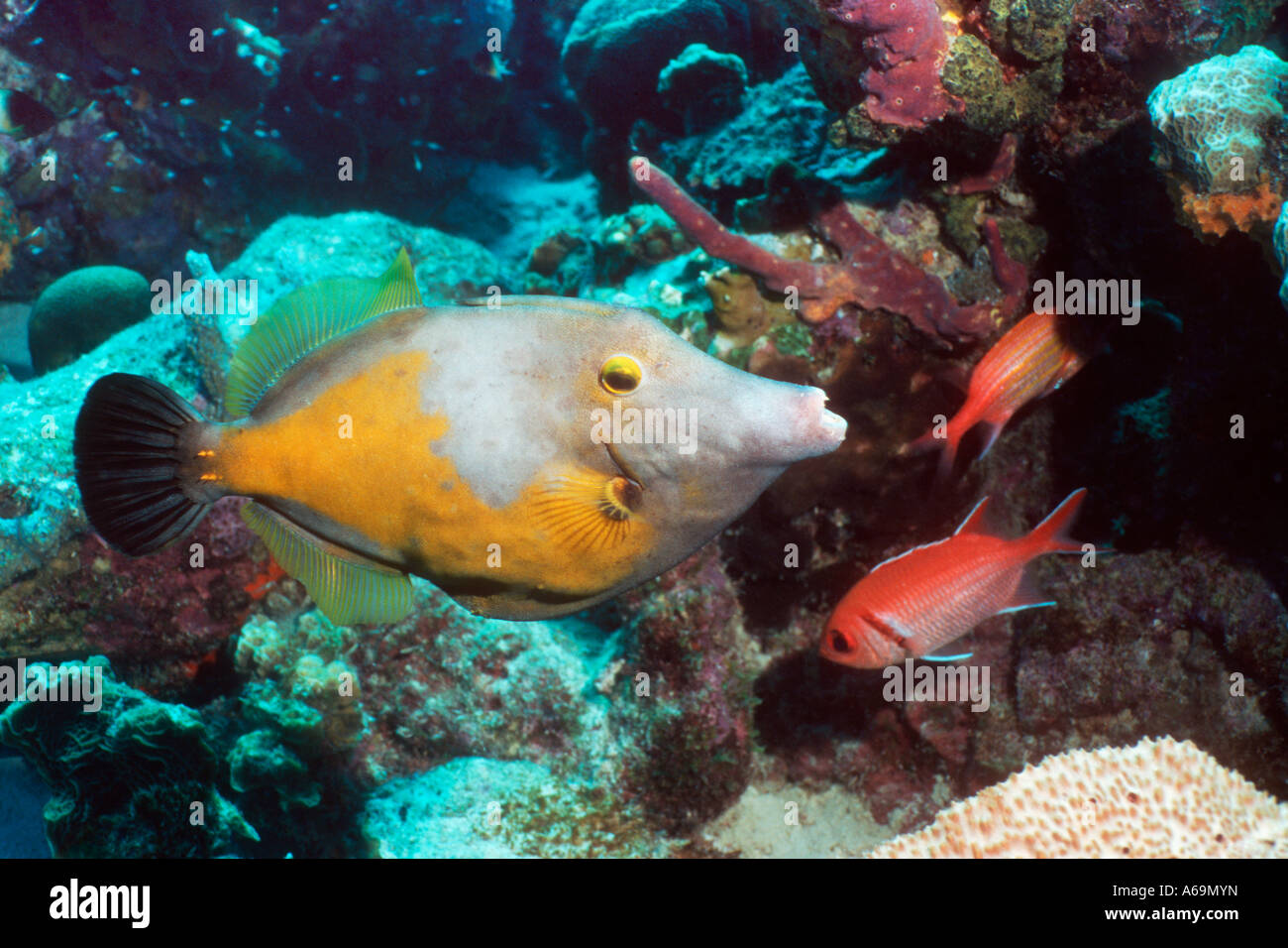 Whitespotted filefish Cantherhines macroceros Bonaire Netherlands Antilles Caribbean Atlantic Ocean Stock Photo