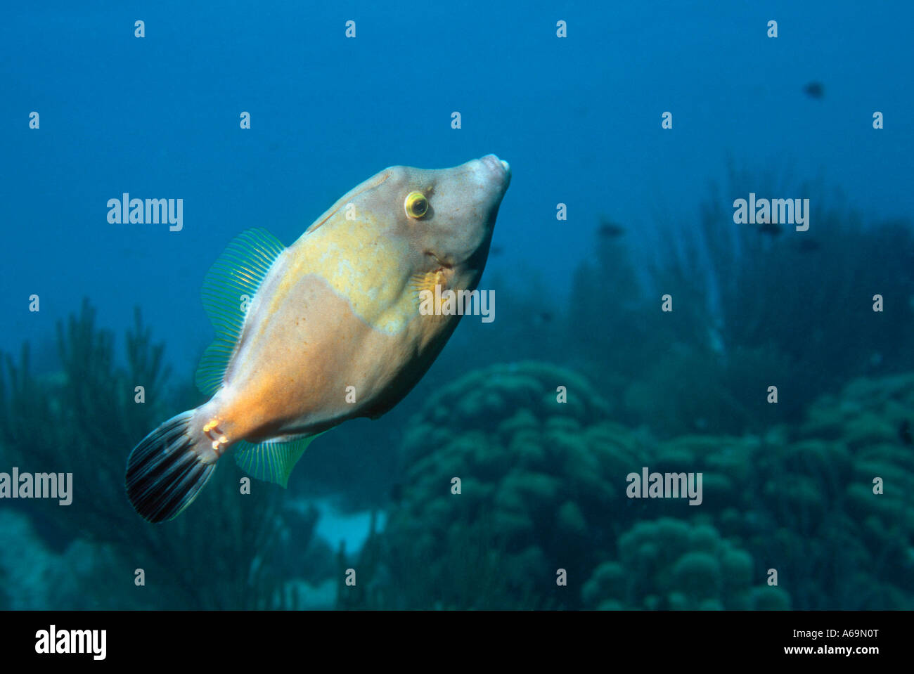 Whitespotted filefish Cantherhines macroceros Bonaire Netherlands Antilles Windward Islands Caribbean Atlantic Ocean Stock Photo