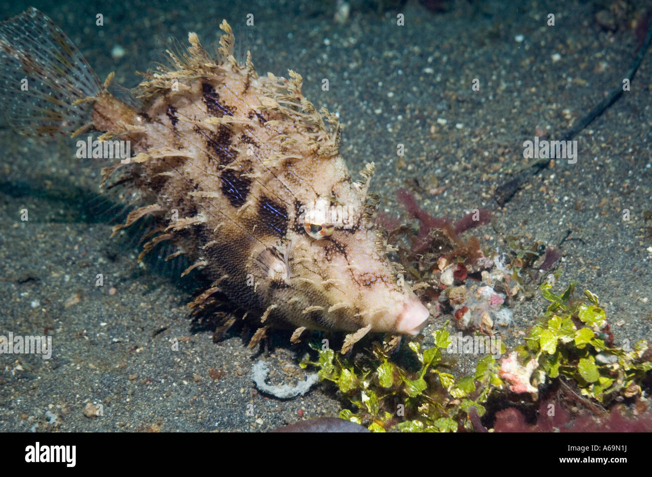 Weedy filefish Chaetoderma penicilligera Lembeh Strait North Sulawesi Indonesia Stock Photo