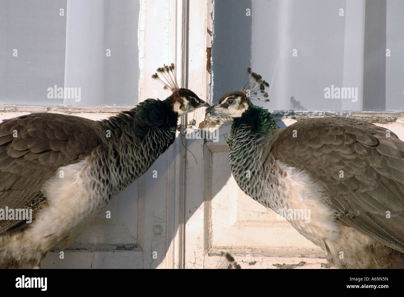 Two peafowls in front of the Palace on the Water building in Royal Lazienki Park in Warsaw, Poland Stock Photo