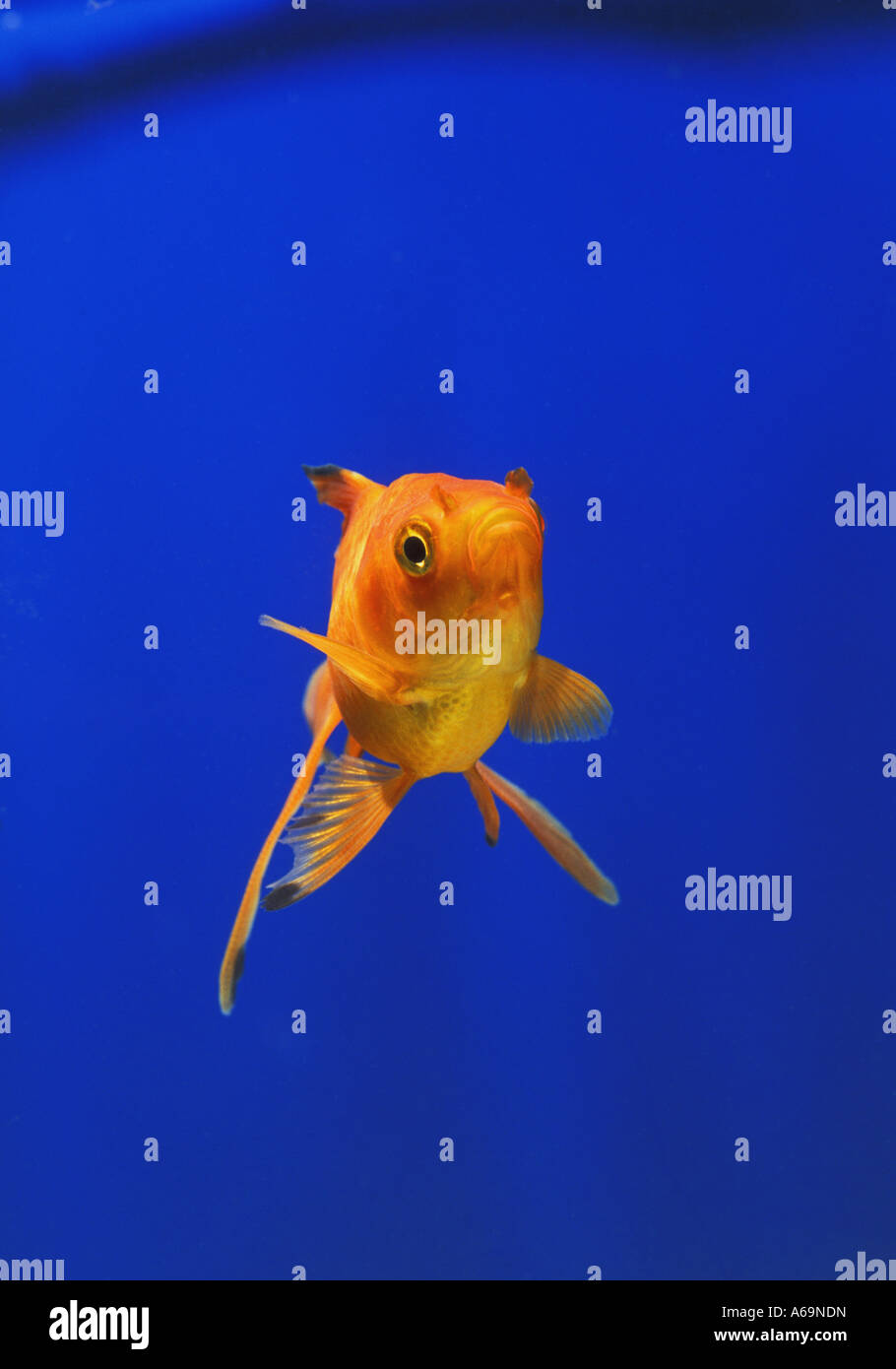 Fantail goldfish hires stock photography and images Alamy