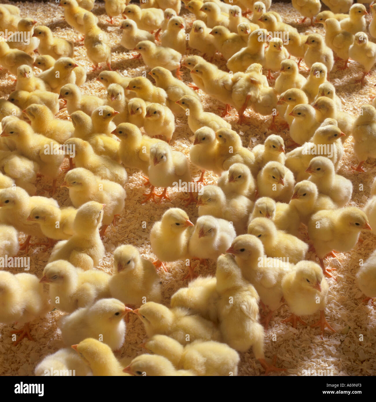 a lot of little chickens at a chickenfarm,,fever,bird,birds,flue,influenza,epidemic Stock Photo