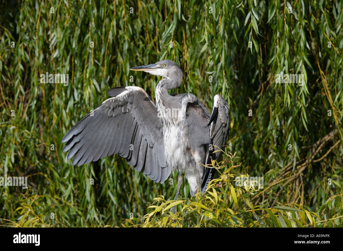 Grey heron Ardea cinerea perched in Weeping willow  London UK Stock Photo