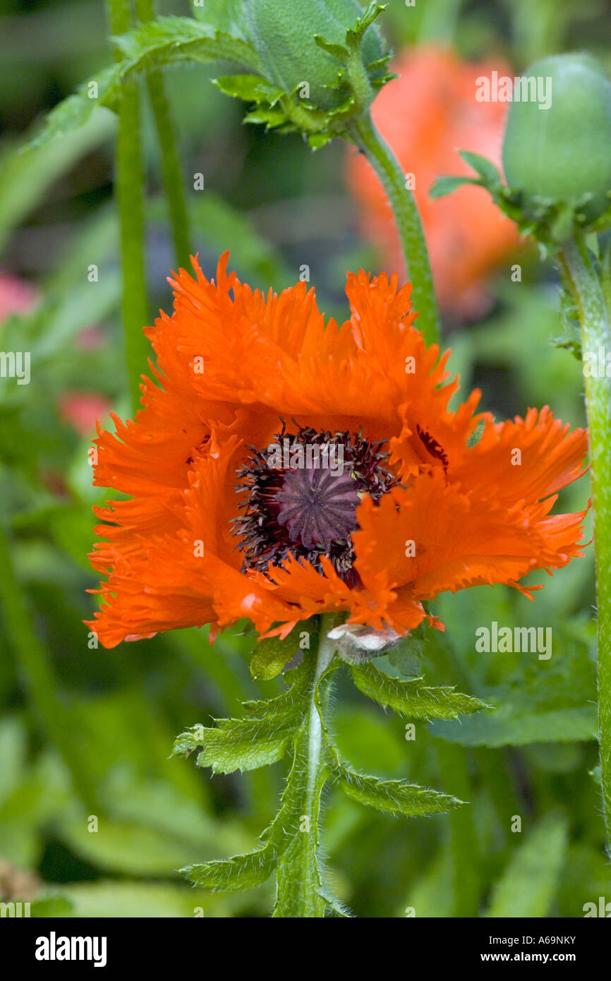 Red poppy with wildlife hi-res stock photography and images - Alamy