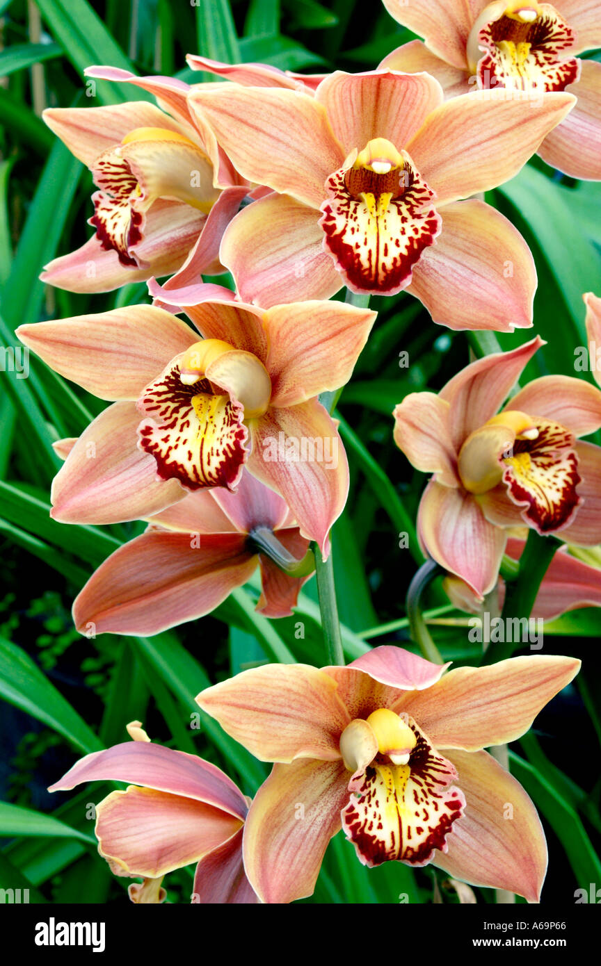 Cymbidium hybrid Orchidaceae Stock Photo - Alamy