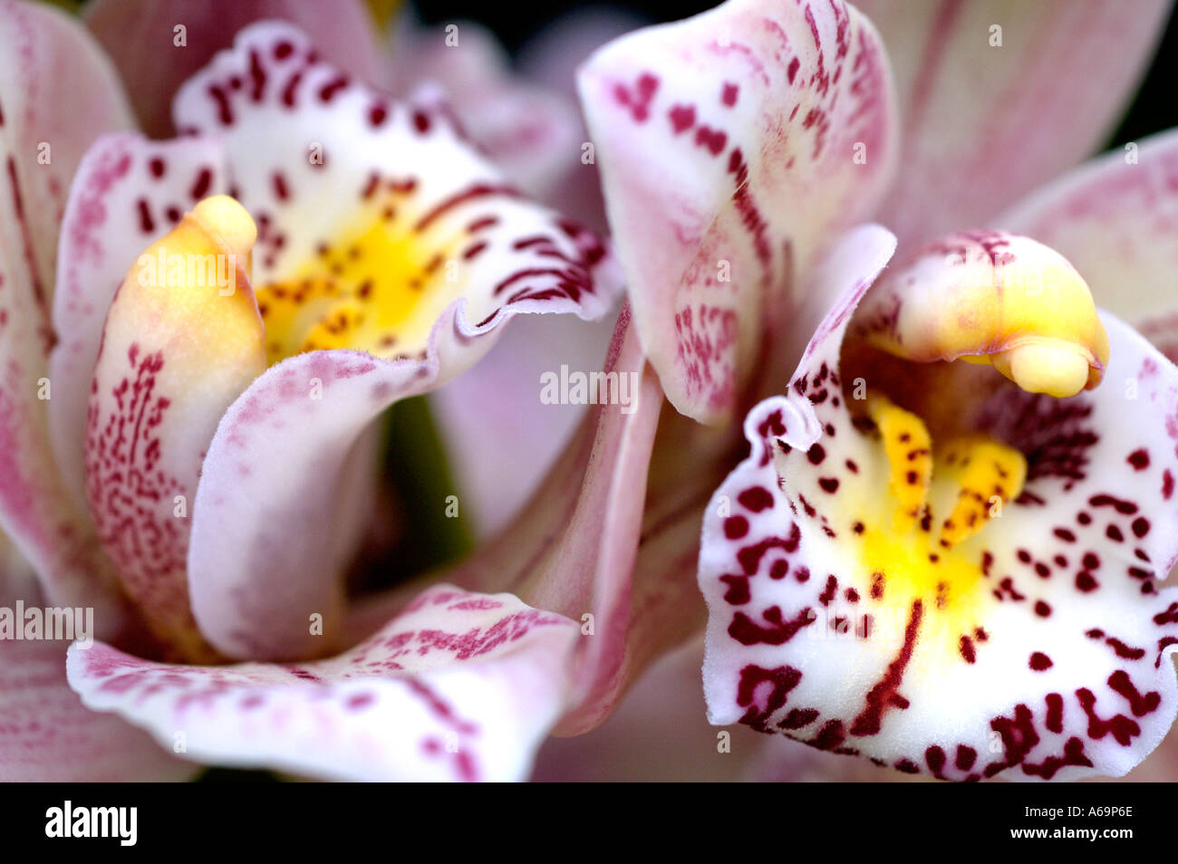 Cymbidium Orchidaceae castle of mey cooksbridge jester Stock Photo