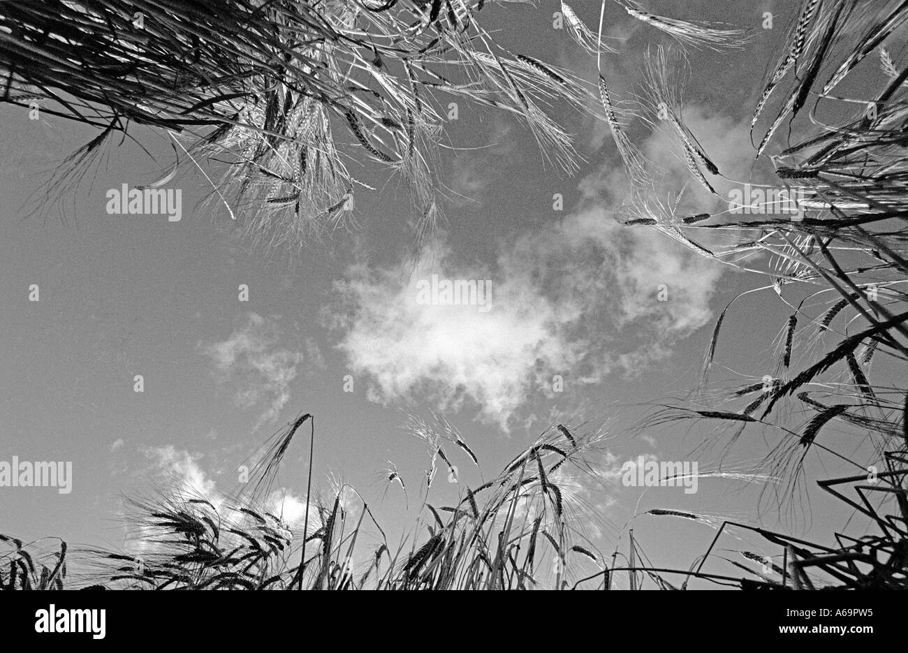 Worm s eye view of a white cloud in the sky looking up through a crop of winter barley in County Kilkenny Ireland Stock Photo