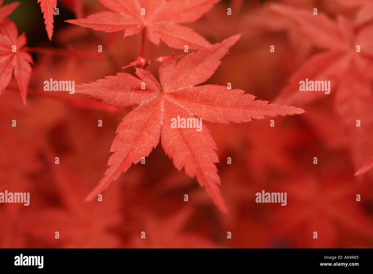 Acer Japanese Maple leaves Stock Photo