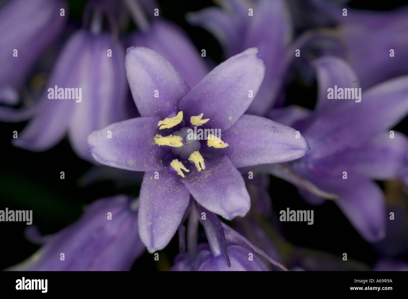 Spanish bells flower structure Stock Photo
