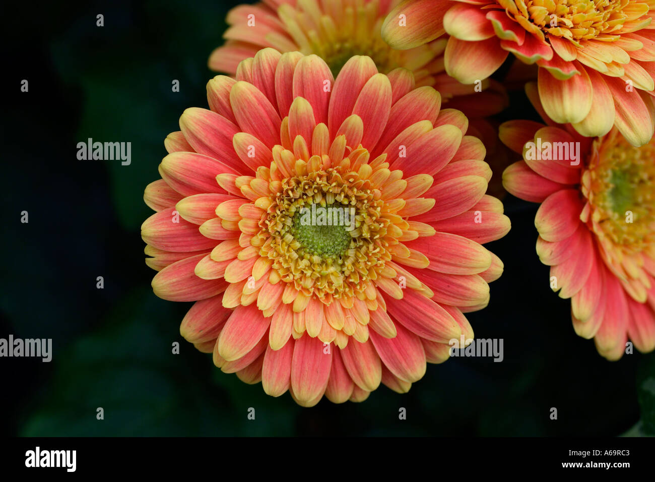 Chrysanthemum flowers Stock Photo