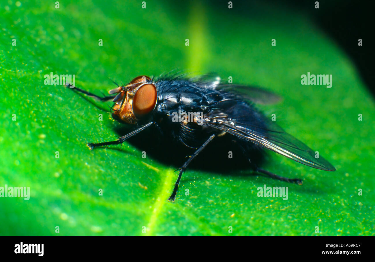 Bluebottle fly on a leaf, Calliphora vomitoria Stock Photo